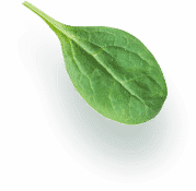ca74c029 leaf element