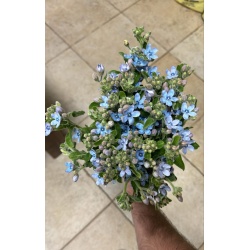 זר פרחים טווידות