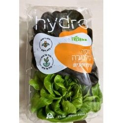 חסה סלנובה עדינה הידרופונית בעלת חיי מדף ארוכים