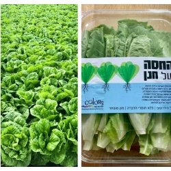 חסה רומית (הידרופונית)