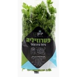 פטרוזיליה- הידרופוני