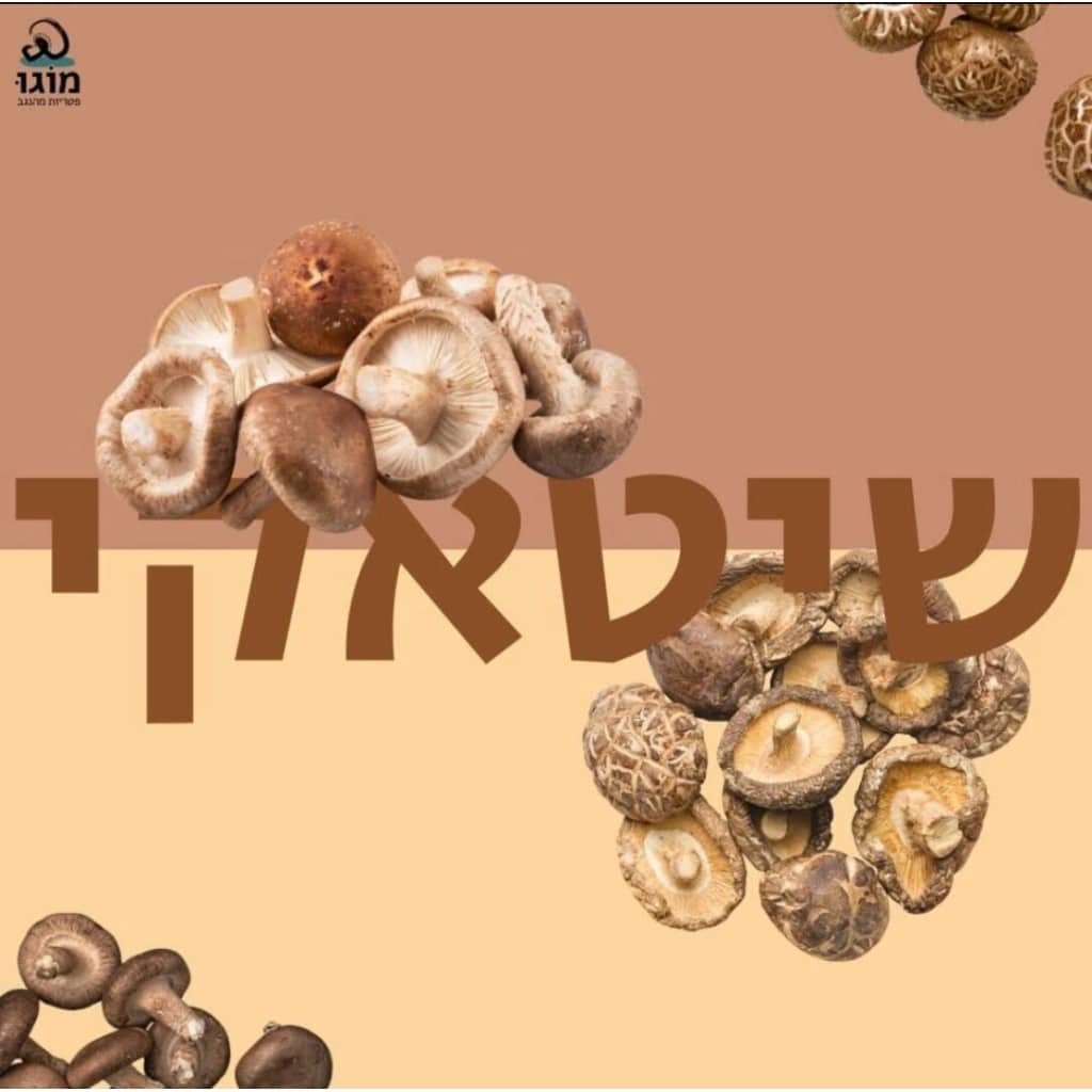 מגש פטריות שיטאקי