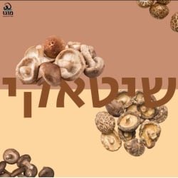מגש פטריות שיטאקי