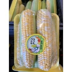 תירס ציבעוני מתוק